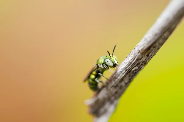 Méhek a természetben — Stock Fotó