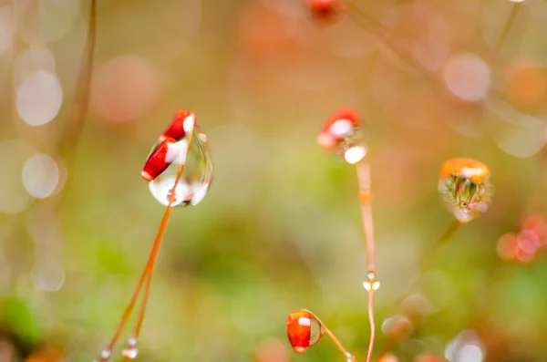 草の苔や水の滴 — ストック写真