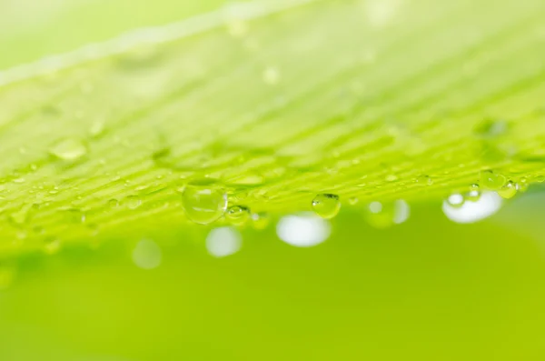 葉と水滴 — ストック写真