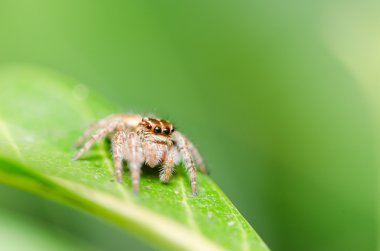 örümcek yaprak yeşil arka planda