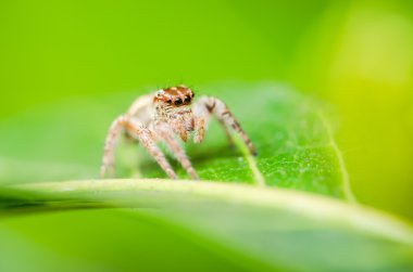 örümcek yaprak yeşil arka planda