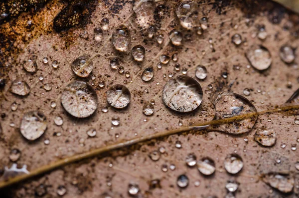 Hojas y gotas de agua — Foto de Stock