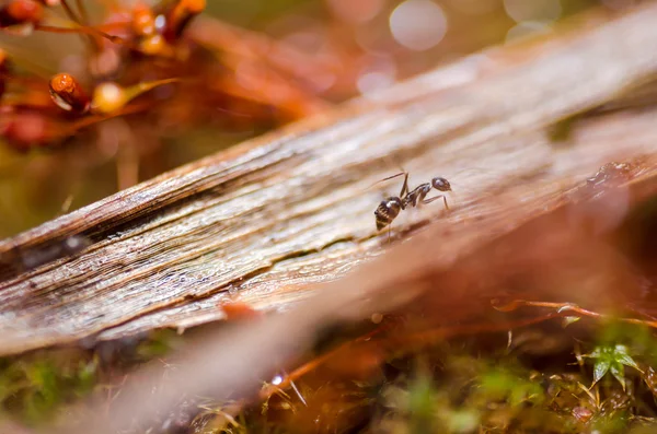 Ants — Stock Photo, Image