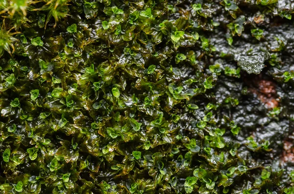 Grass moss and water drops — Stock Photo, Image