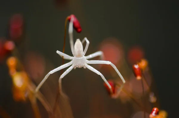 Павук в зеленому фоні природи — стокове фото