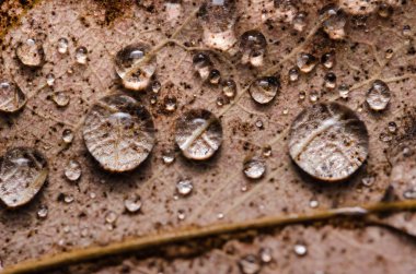 yaprak ve su damlaları