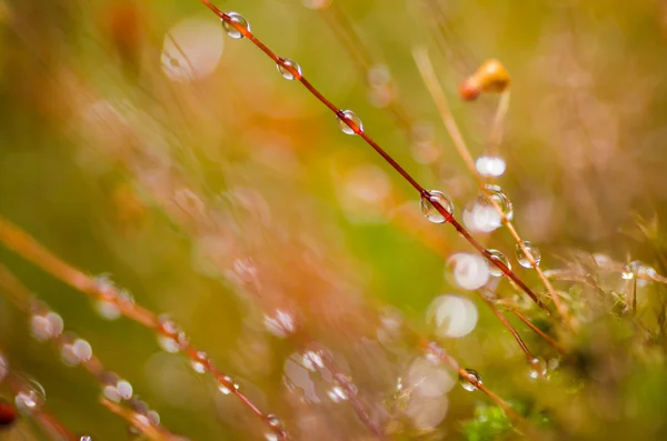 Grass moss and water drops — Stock Photo, Image