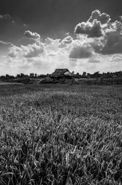 siyah ve beyaz pirinç alan