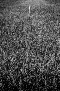 siyah ve beyaz pirinç alan