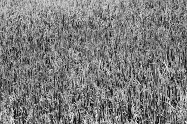 siyah ve beyaz pirinç alan