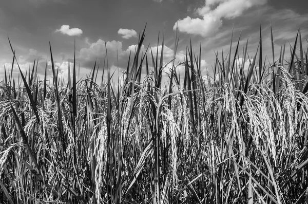 Rijst veld zwart-wit — Stockfoto