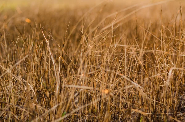 Grass brown plant — Stock Photo, Image