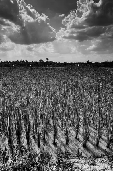 Champ de riz noir et blanc — Photo