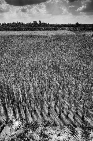 Champ de riz noir et blanc — Photo