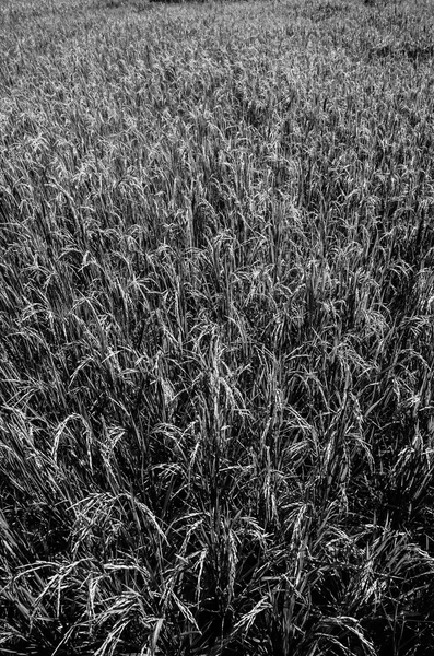 Champ de riz noir et blanc — Photo