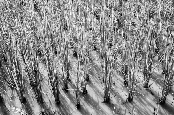 Рисовое поле черно-белое — стоковое фото