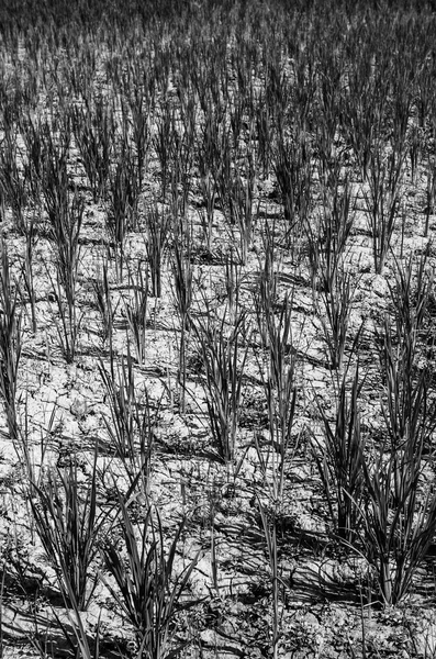 Campo di riso bianco e nero — Foto Stock