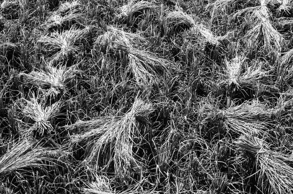 Reisfeld schwarz-weiß — Stockfoto