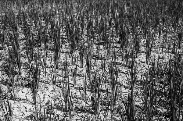 Risfält svart och vitt — Stockfoto