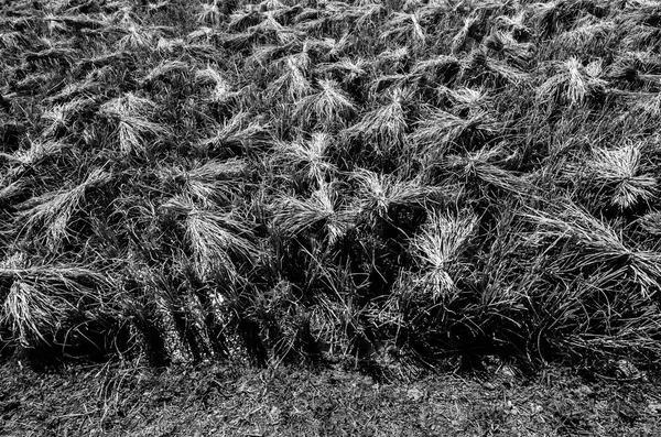 Campo de arroz blanco y negro — Foto de Stock