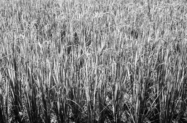 Campo de arroz preto e branco — Fotografia de Stock