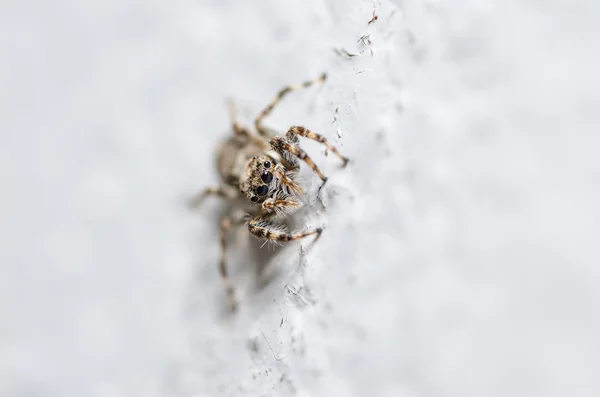 벽 자연 배경에서 거미 — 스톡 사진
