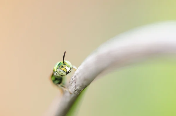 Biene in der Natur — Stockfoto