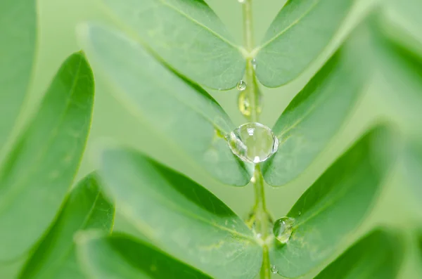 Folhas e gotas de água — Fotografia de Stock