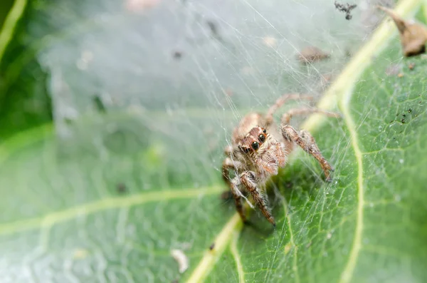 Spider in green nature background — Stock Photo, Image