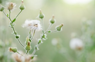 bitki çimen çiçek