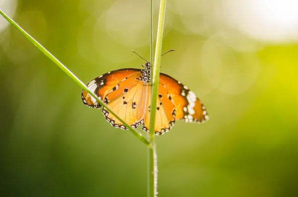 Schmetterling in der Natur — Stockfoto