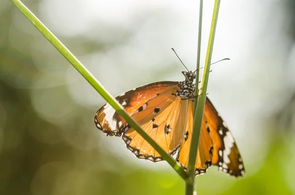 Mariposa en la naturaleza — Foto de Stock