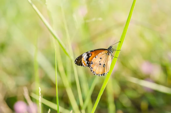 Doğadaki kelebek — Stok fotoğraf