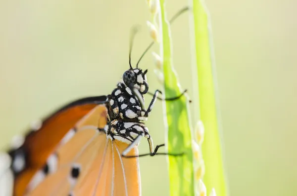 Motýl v přírodě — Stock fotografie
