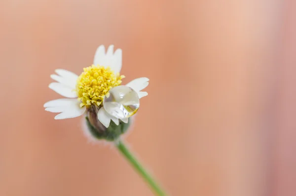 Bloem plant gras — Stockfoto