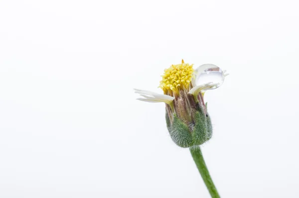 Blume pflanzt Gras — Stockfoto