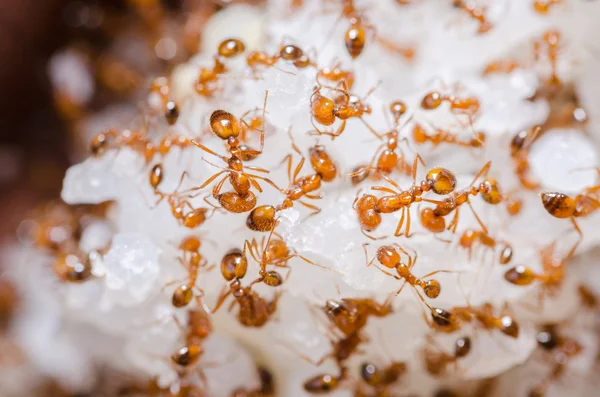 Hormigas rojas en el arroz — Foto de Stock