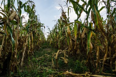 Mısır çiftlik alanı