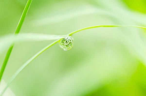 Löv och vatten droppar — Stockfoto