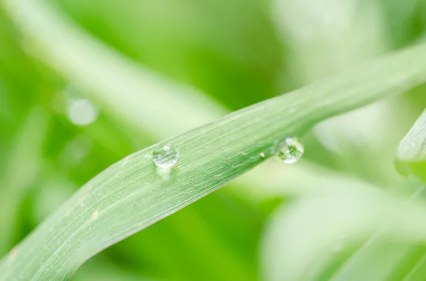 Folhas e gotas de água — Fotografia de Stock