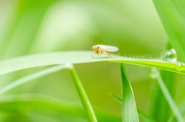 Bladluis op het blad — Stockfoto