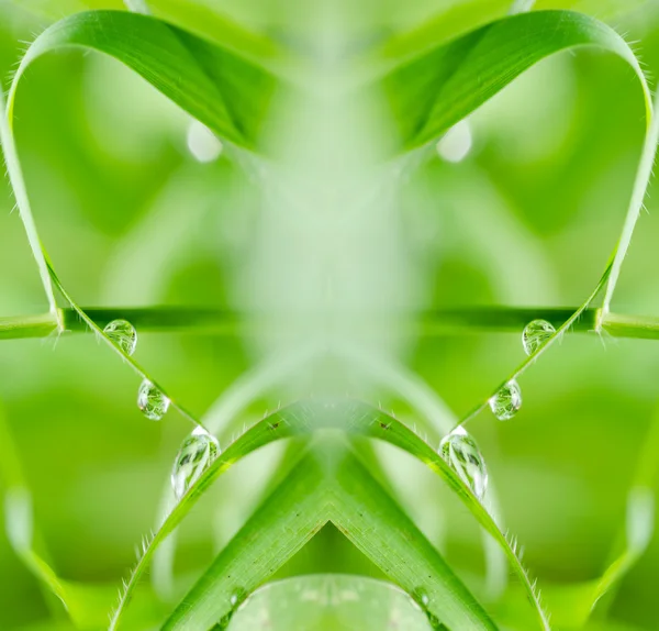 Folhas e gotas de água — Fotografia de Stock