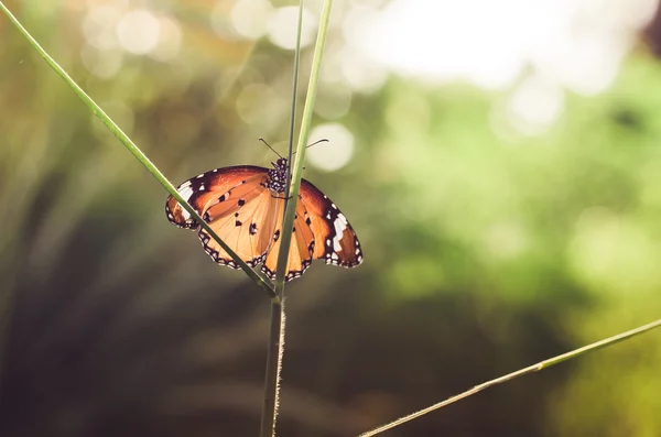 Motyl w przyrodzie — Zdjęcie stockowe