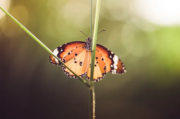 Schmetterling in der Natur — Stockfoto