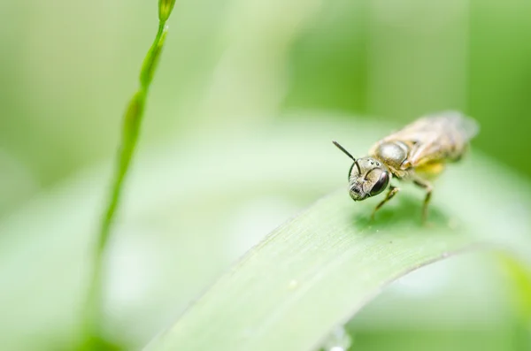 Doğada arı — Stok fotoğraf