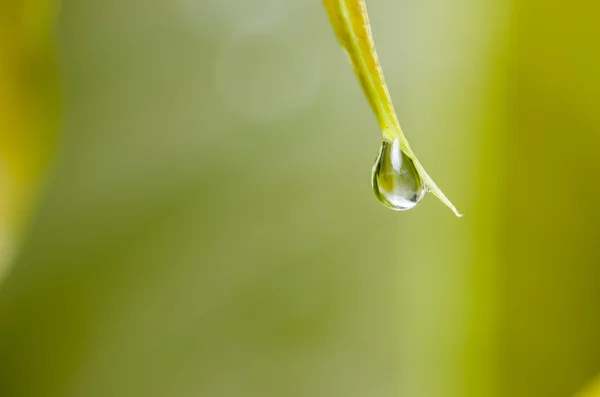 Yaprak ve su damlaları — Stok fotoğraf