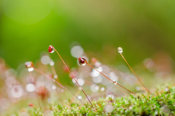 Moss en water drops — Stockfoto