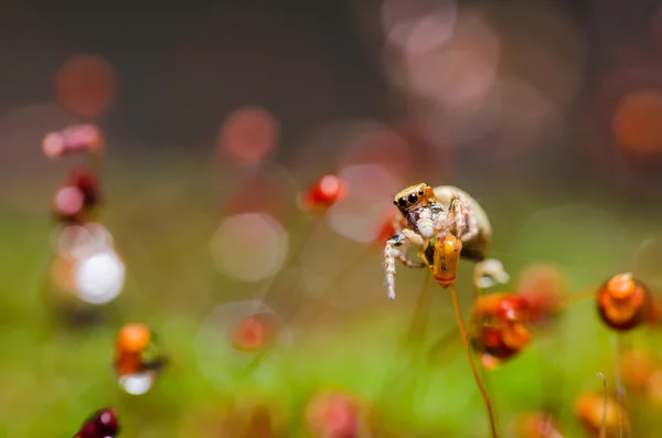 Aranha em fundo natureza verde — Fotografia de Stock