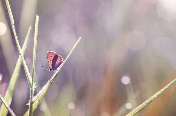 Kleine vlinder in de natuur — Stockfoto
