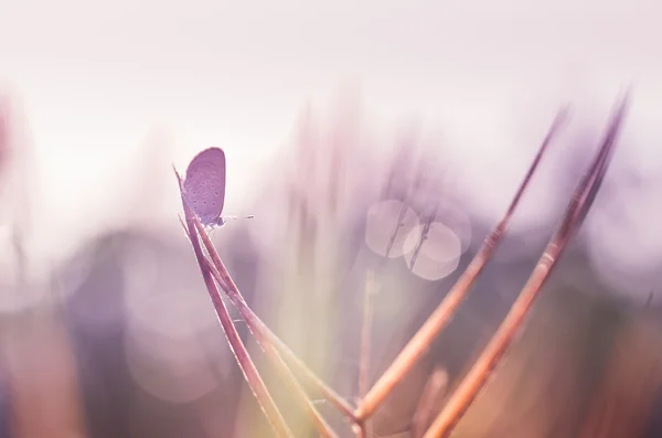 Lilla fjäril i naturen — Stockfoto